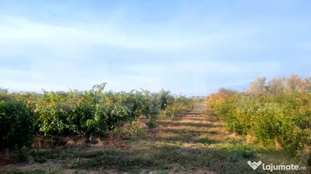 TEREN MIXT DE VÂNZARE – 19.200 MP/V CĂLUGĂREASCĂ - Valea Calugareasca (Prahova)