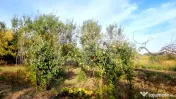 TEREN MIXT DE VÂNZARE – 19.200 MP/V CĂLUGĂREASCĂ 