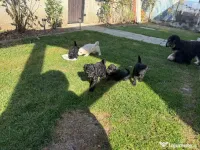 Poodle pudel caniche disponibili