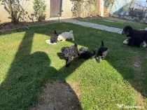Poodle pudel caniche disponibili