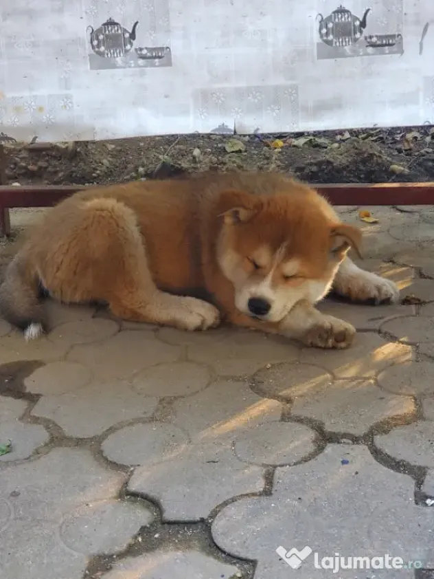 Caine deosebit de rar huskita