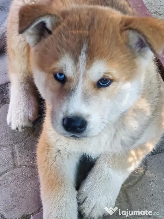 Caine deosebit de rar huskita