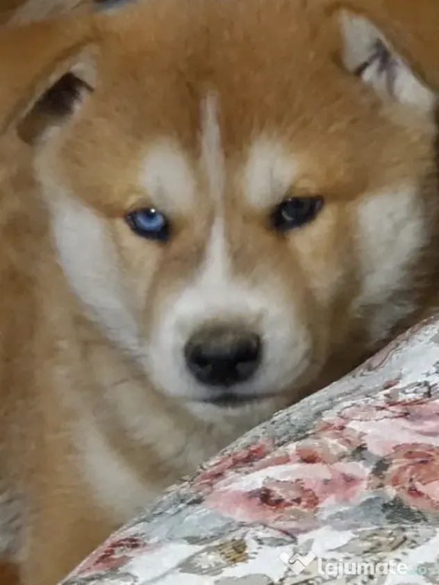 Caine deosebit de rar huskita