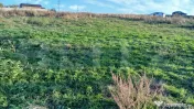 Teren de vanzare intravilan, 5 ari, Tatarasi Suceava