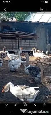 Gâste de curte, crescute natural