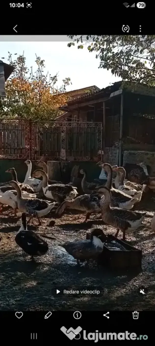 Gâste de curte, crescute natural