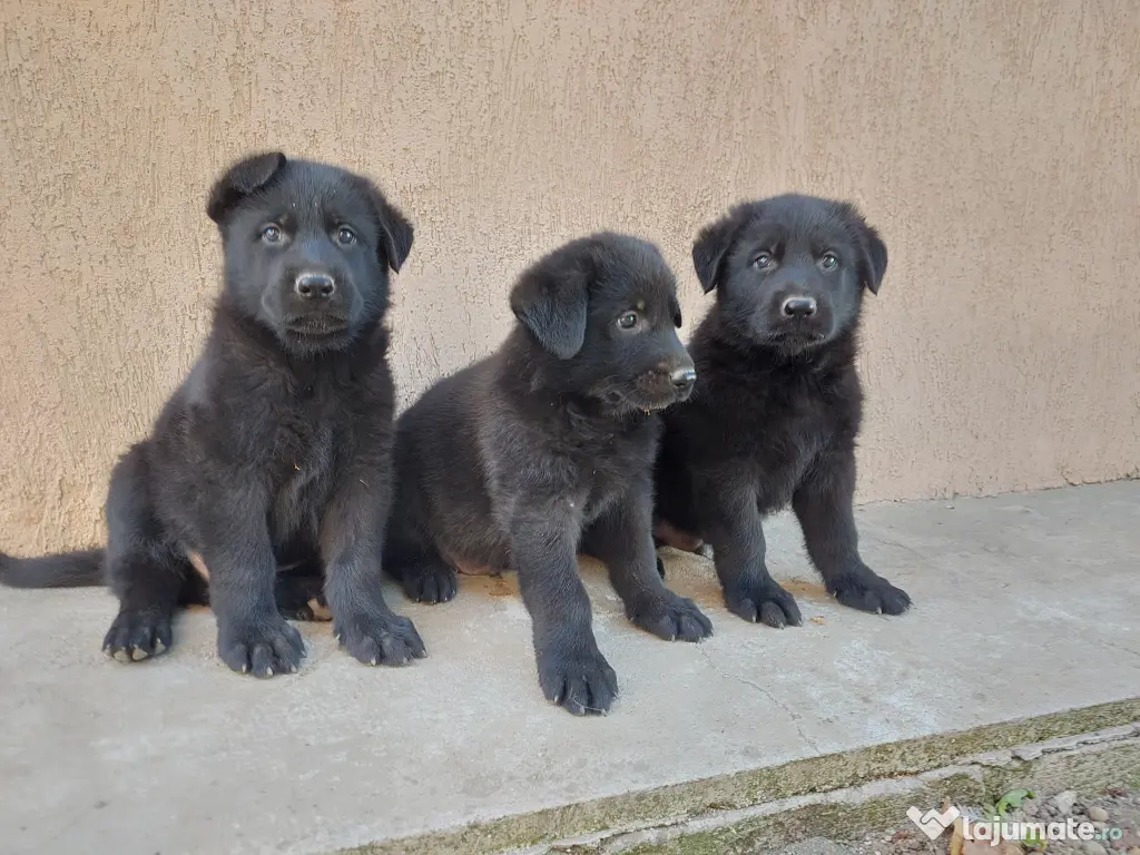 Pui ciobanesc german negri -parinti cu pedigree