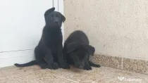 Pui ciobanesc german negri -parinti cu pedigree