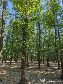 Pădure de vânzare, 40.5 ha, zona Exterior Nord