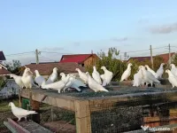 Porumbeii voiajori albi cravatați 