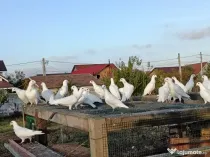 Porumbeii voiajori albi cravatați