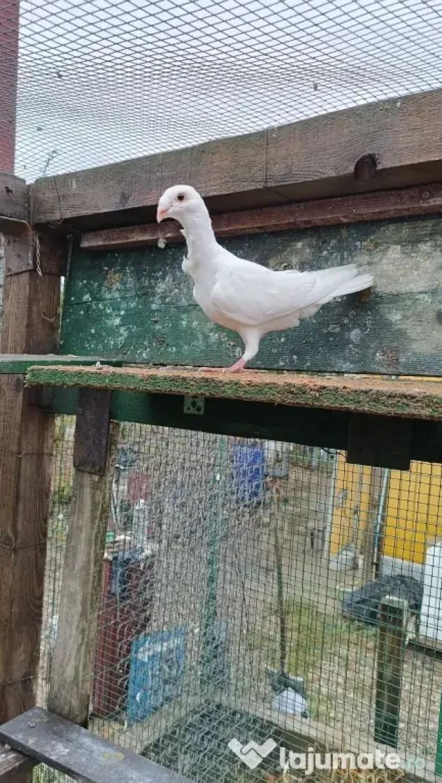 Porumbeii voiajori albi cravatați