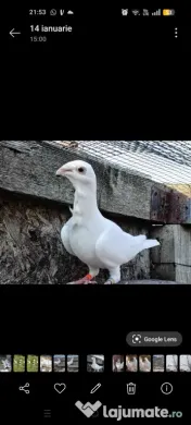 Porumbei voiajori albi cravatați 