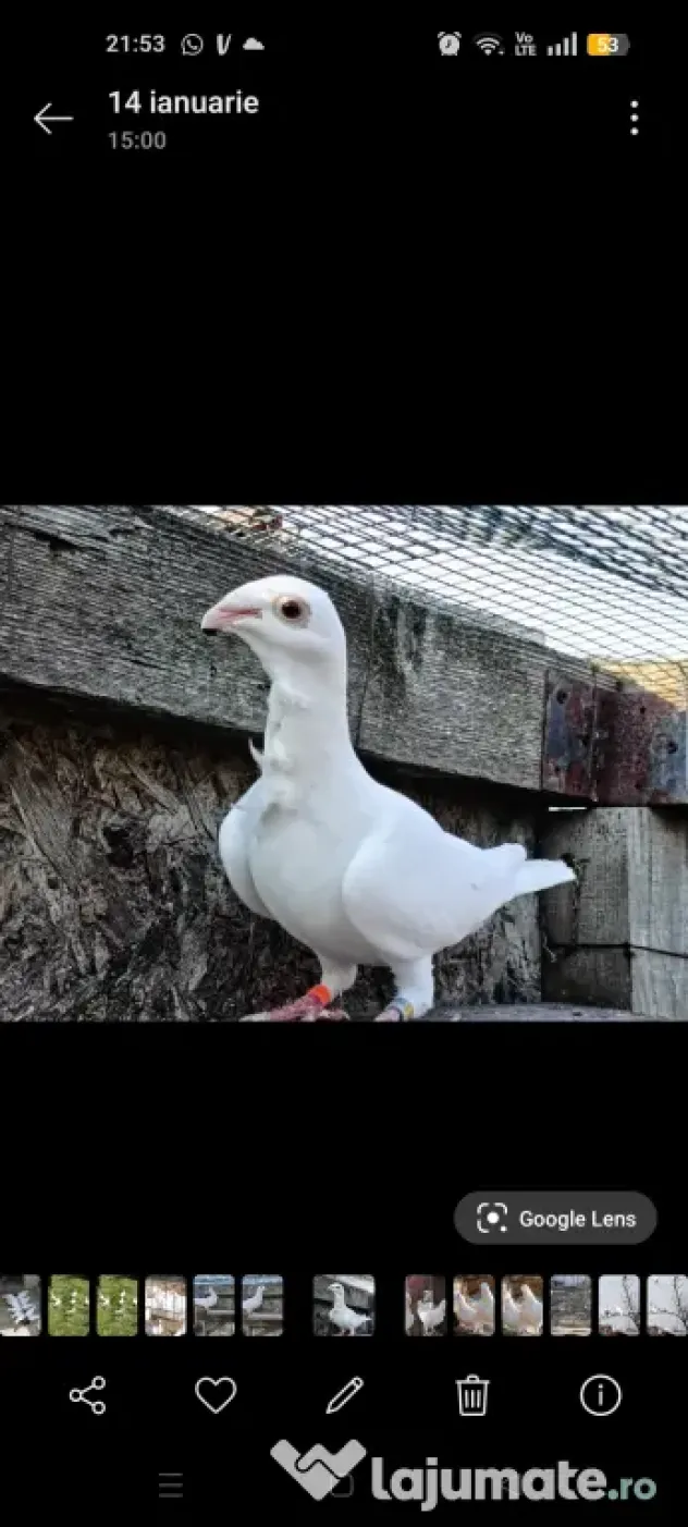 Porumbeii voiajori albi cravatați