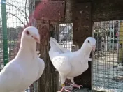 Porumbei voiajori albi cravatați 