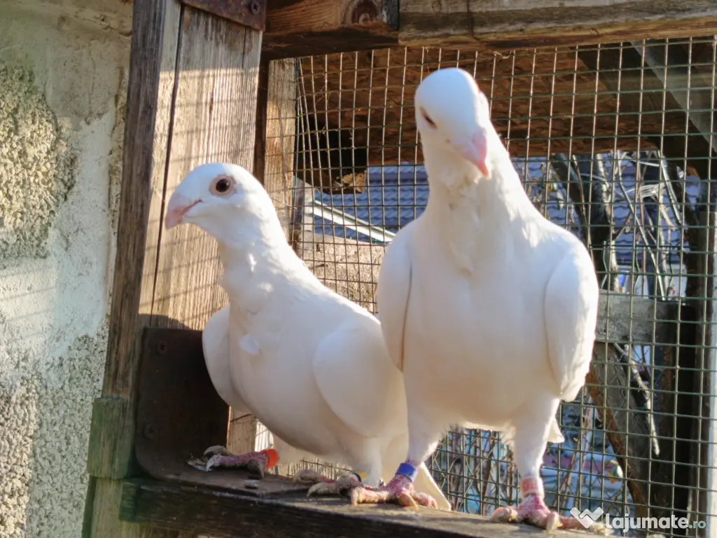 Porumbeii voiajori albi cravatați