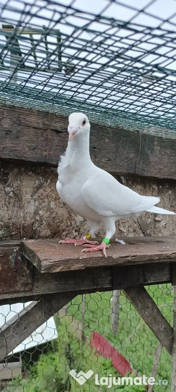 Porumbeii voiajori albi cravatați