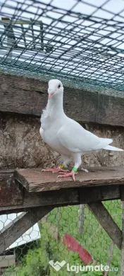 Porumbei voiajori albi cravatați 