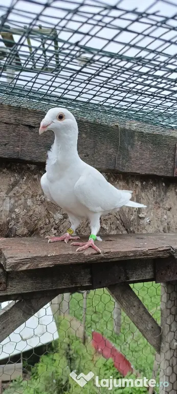 Porumbeii voiajori albi cravatați