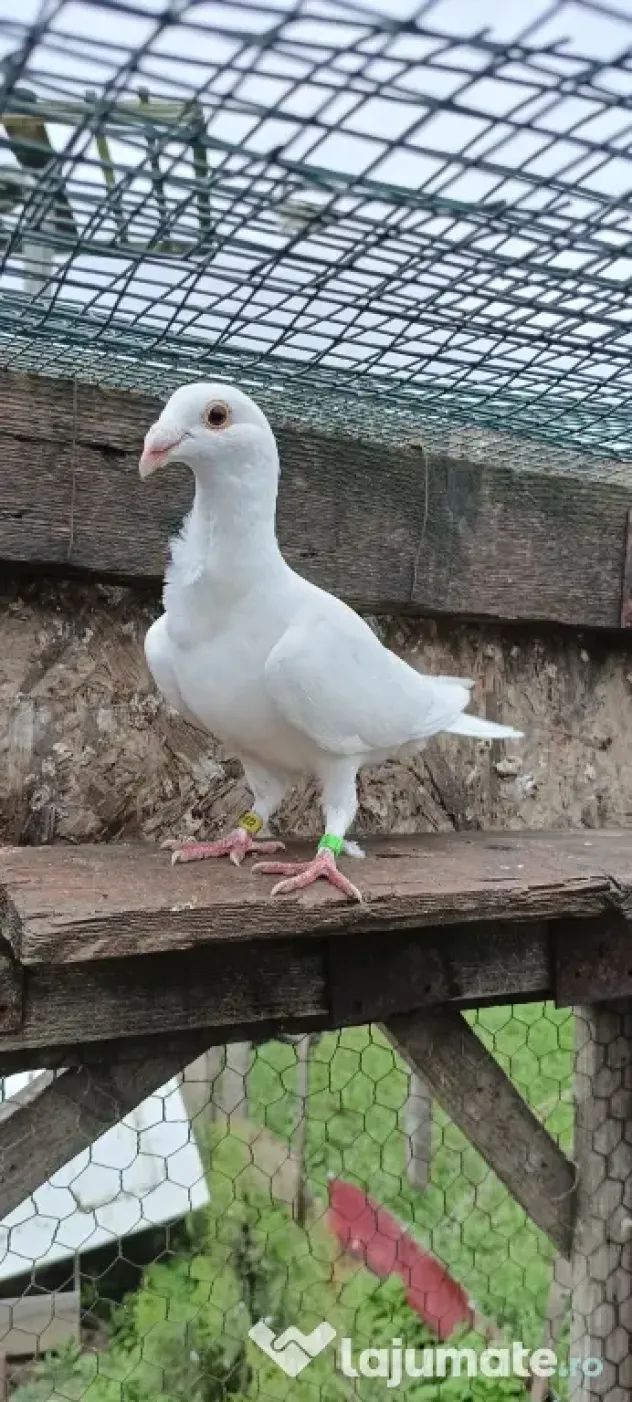 Porumbeii voiajori albi cravatați