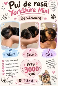 Yorkshire mini toy