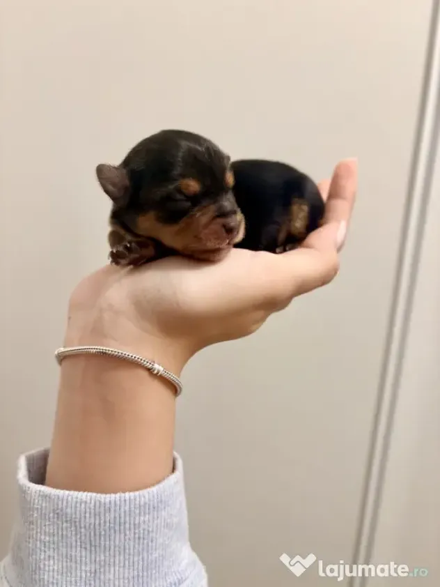 Yorkshire mini toy