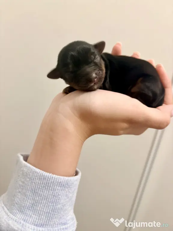 Yorkshire mini toy