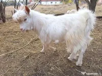 Vindem 2 ieduțe și un țap 