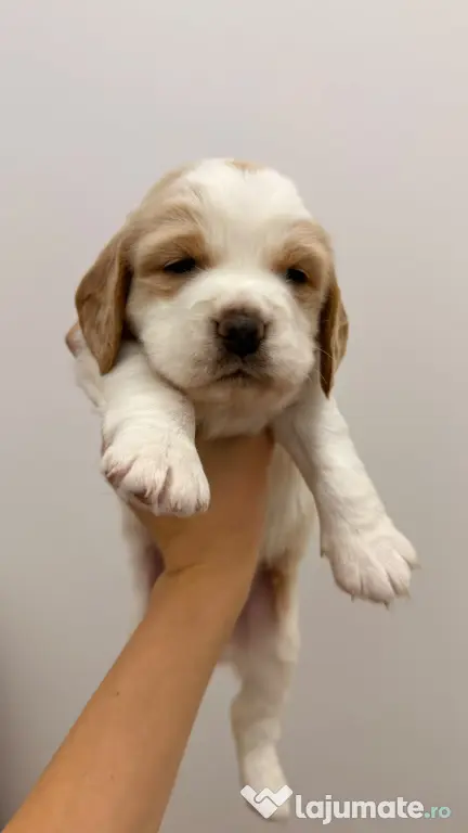 Pui beagle Lemon & White