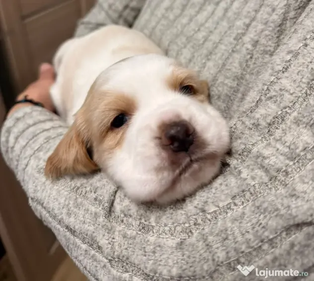 Pui beagle Lemon & White