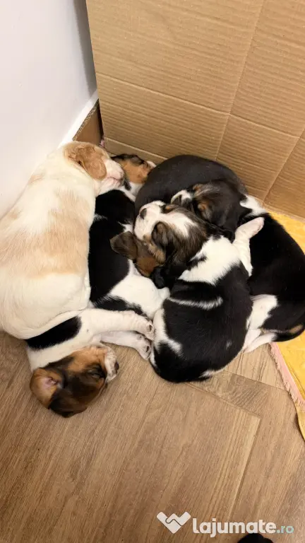Pui beagle Lemon & White