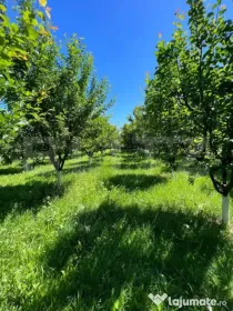 Teren extravilan , 2000mp , zona strada Careiului