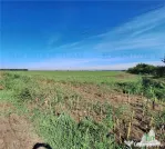 Teren extravilan -Braila - Soseaua Focsani -