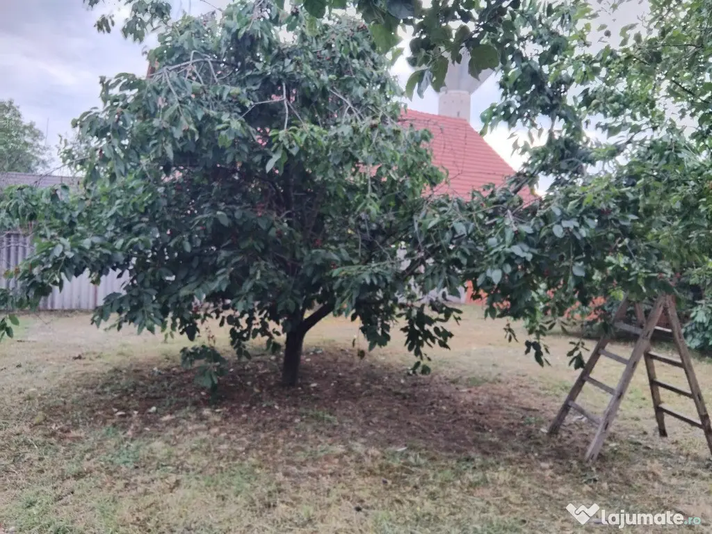 Proprietate cu 2 cladiri in Chisineu Cris - ID : RH-41243-property