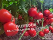 Vand rasaduri legume: Vand rasad de rosii / rasad de tomate 2026 