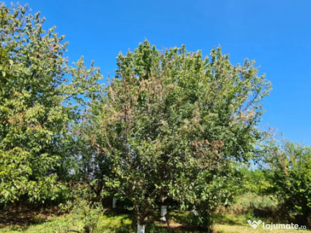 Vila Ialomita -Livedea lac