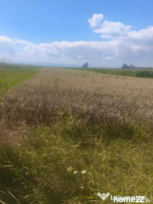 Teren intravilan, 10000mp, zona Maneuti, Radauti - Maneuti (Suceava)