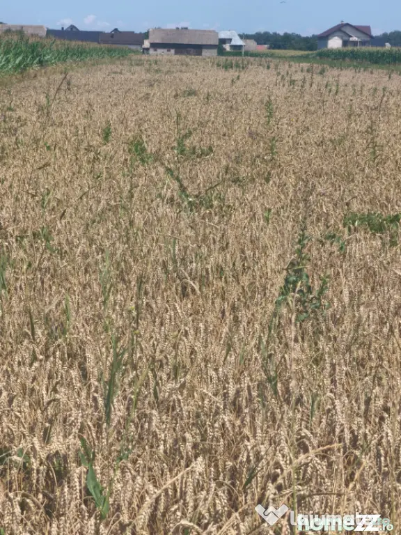 Teren intravilan, 10000mp, zona Maneuti, Radauti - Maneuti (Suceava)