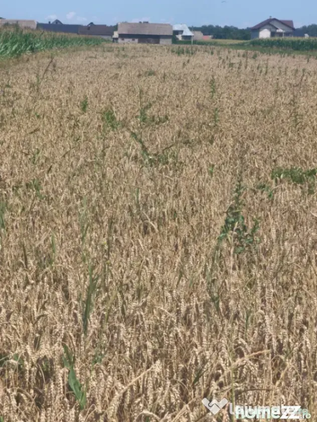 Teren intravilan, 10000mp, zona Maneuti, Radauti - Maneuti (Suceava)