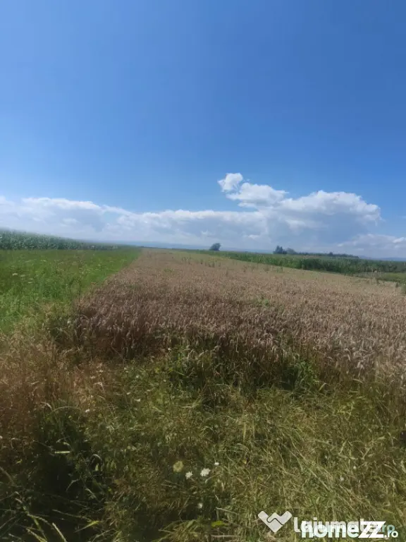 Teren intravilan, 10000mp, zona Maneuti, Radauti - Maneuti (Suceava)