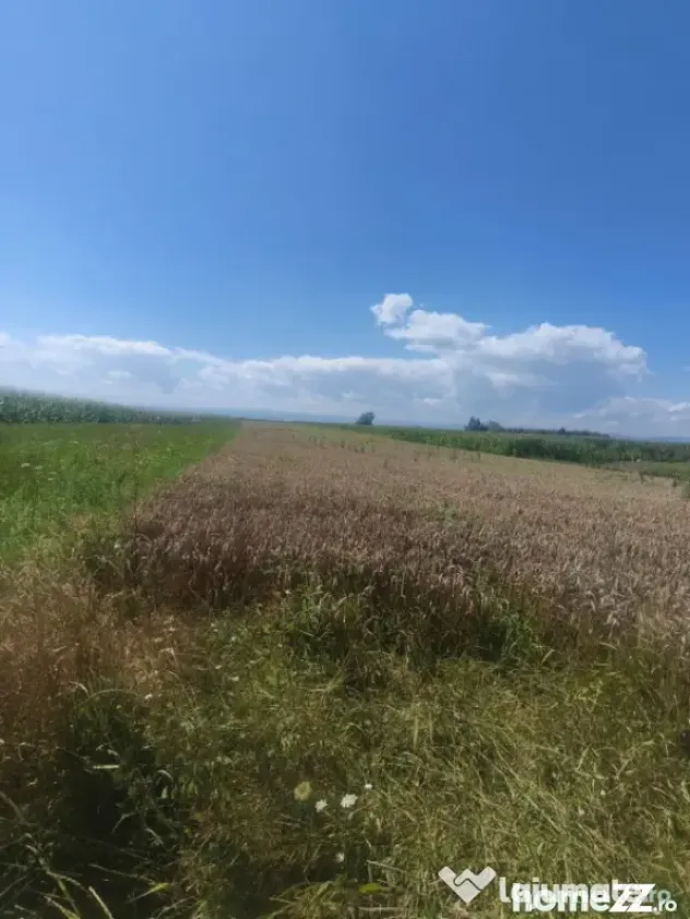 Teren intravilan, 10000mp, zona Maneuti, Radauti - Maneuti (Suceava)