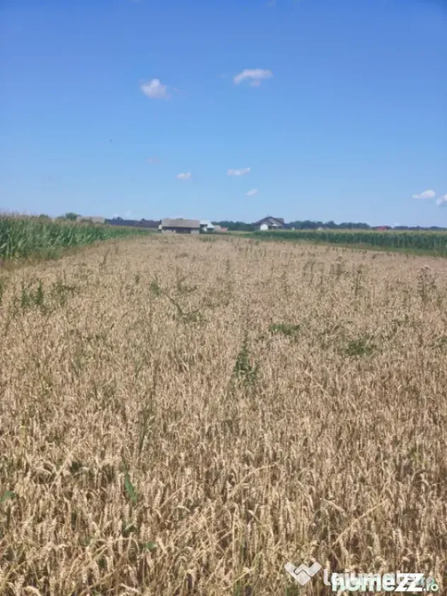 Teren intravilan, 10000mp, zona Maneuti, Radauti - Maneuti (Suceava)