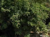 Teren centru Magurele 