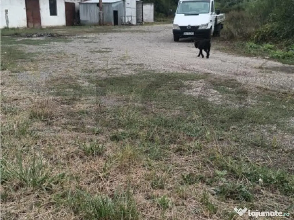 RECO Hale predestinate prelucrarea lemnului, loc. Auseu, sat