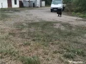 RECO Hale predestinate prelucrarea lemnului, loc. Auseu, sat 