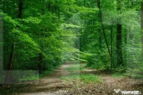 Teren forestier 6.500 mp – Cucorani, cu PUD aprobat