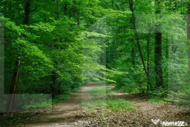Teren forestier 6.500 mp – Cucorani, cu PUD aprobat - Cucorani (Botosani)