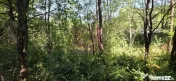 Teren intravilan de vanzare in Lunca Mare (la 10 km de Va... 