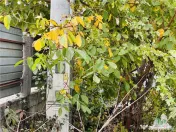 Teren intravilan 493 mp, superb, stradal la asfalt, GIULESTI 