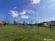 Teren intravilan pentru casă Cărbunari 